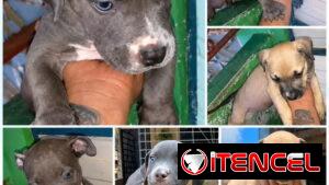 🐾 PITBULL AMBOS SEXOS   BETTY MASCOTAS WHAT'SAPP 52506841 🐾