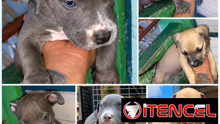 🐾 PITBULL AMBOS SEXOS BETTY MASCOTAS WHAT'SAPP 52506841 🐾 — foto 4