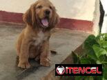 Cachorro Cocker Spinel