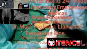 Veterinario