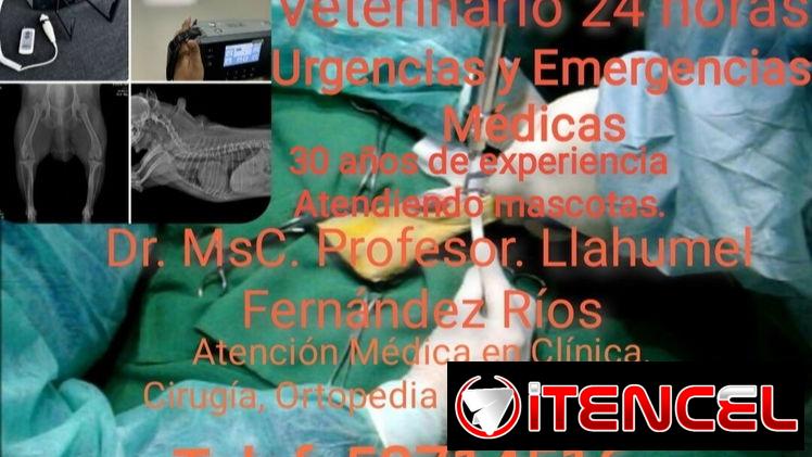 Veterinario