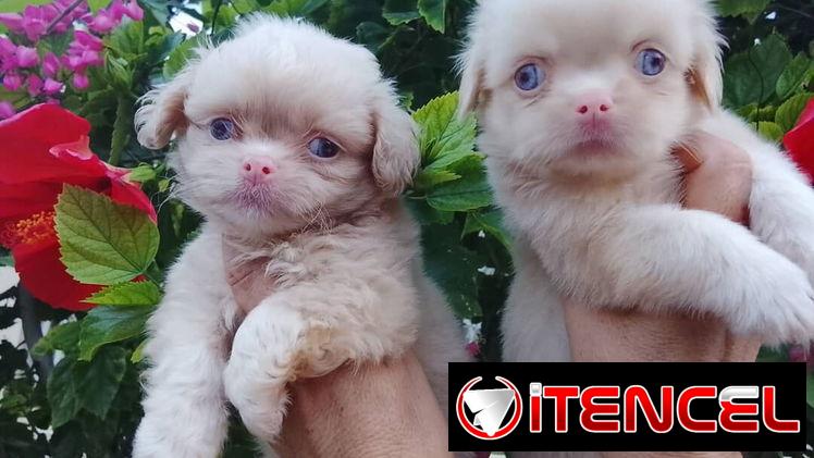 🐶✨ 🐾 SPANIEL TIBETANOS AMBOS SEXOS 🐾 BETTY MASCOTAS WHATSAPP 52506841 ✨🐶 — foto 3