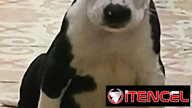 🐾 PITBULL AMBOS SEXOS   BETTY MASCOTAS WHAT'SAPP 52506841 🐾 — foto 3
