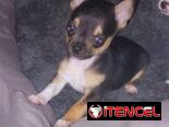 Chihuahuas y salchicha tekel
