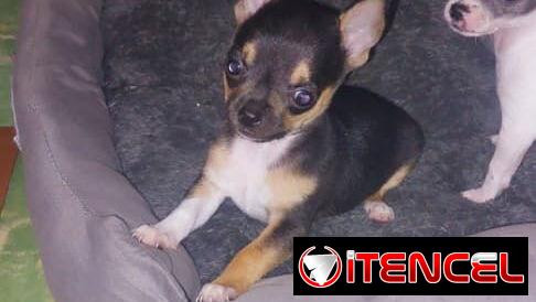 Chihuahuas y salchicha tekel