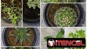 Plantas naturales.  Únete a mi grupo de WhatsApp