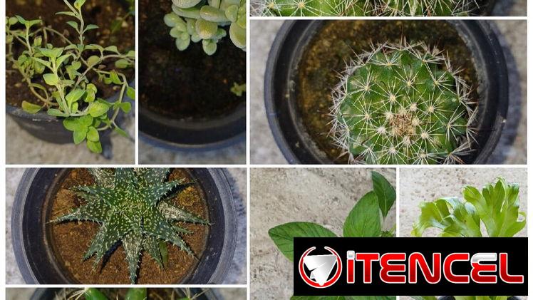 Plantas naturales.  Únete a mi grupo de WhatsApp — foto 1