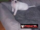 Chihuahuas y salchicha tekel