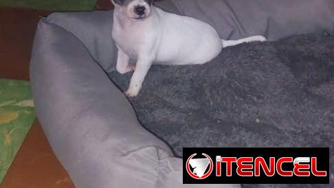 Chihuahuas y salchicha tekel