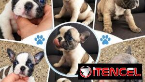 ((( BULLDOG FRANCÉS HEMBRAS EN VENTA BETTY MASCOTAS WHATSAPP 52506841 ))))
