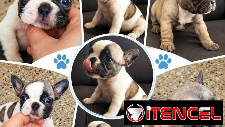 ((( BULLDOG FRANCÉS HEMBRAS  EN VENTA BETTY MASCOTAS WHATSAPP 52506841 ))))