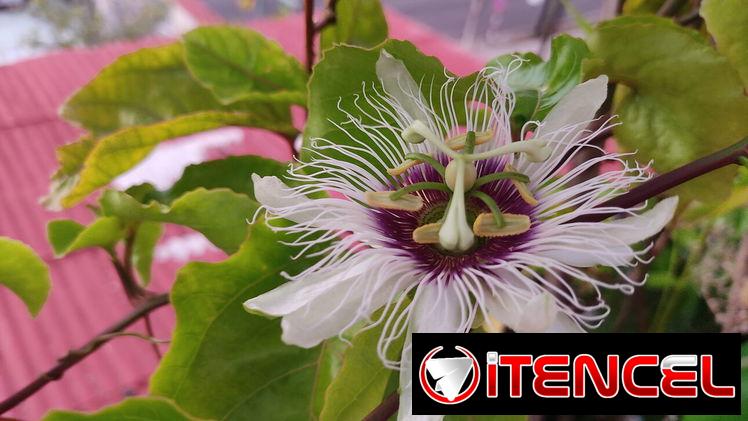 Plantas medicinales, aromáticas, frutales, vegetales, ornamentales y otras variedades. — foto 2