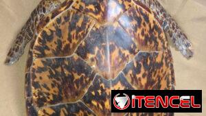 Tortuga Carey (disecada)