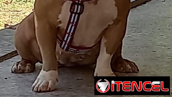 AMÉRICAN BULLY CON PEDIGRI,macho,en 250 USD o equivalente,TENGO MENSAJERÍA,tiene 7 meses Y ESTÁ VACUNADO E INSCRITO — foto 3