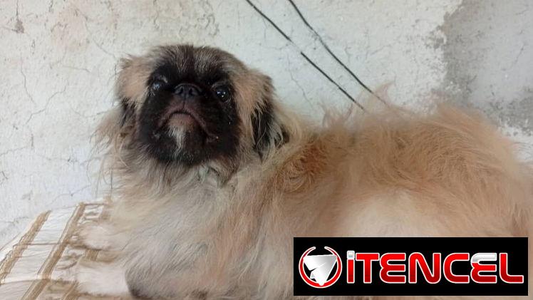PEQUINÉS IMPERIAL,macho en 200 USD o equivalente,TENGO MENSAJERÍA,tiene 8 meses,ESTÁ VACUNADO y desparacitado — foto 3