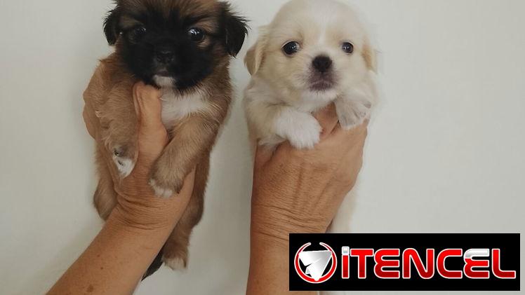 Presiosas cachorras de pekinés HEMBRAS desparasitadas,activas,juguetonas — foto 4