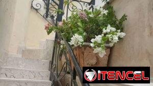 🌿 ¿TU PATIO ESTÁ TRISTE Y NO TIENES TIEMPO DE ARREGLARLO? 🌿