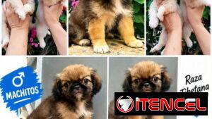 🐶💕 SPANIEL TIBETANOS MACHOS BETTY MASCOTAS WHATSAPP 52506841 💕🐶