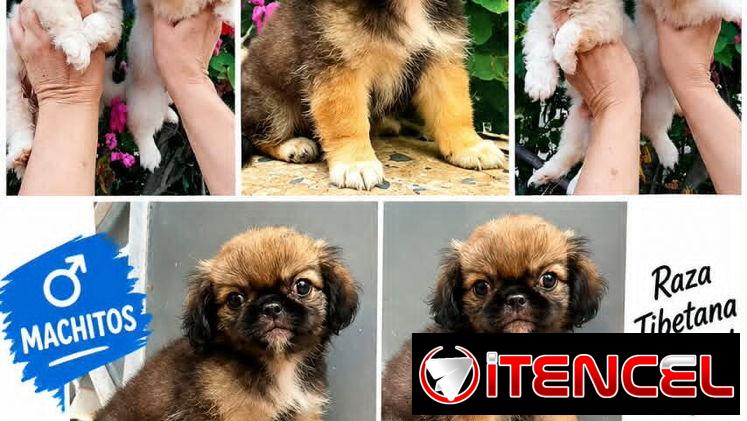 🐶💕 SPANIEL TIBETANOS MACHOS BETTY MASCOTAS WHATSAPP 52506841 💕🐶