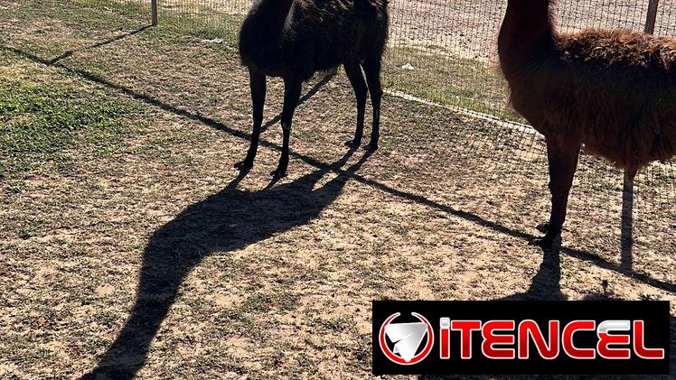 Llamas