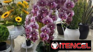 Orquídeas Grandes con Búcaro Blanco
