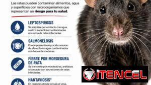 Fumigacion para Ratones y Ratas en La Habana