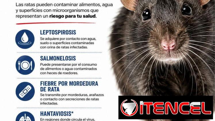 Fumigacion para Ratones y Ratas en La Habana