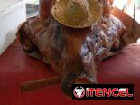 🐖 Cerdo entero de 70 libras para 35 personas con su comida criolla