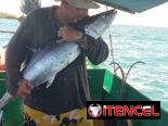 🎣 ¡EXCURSIÓN DE PESCA EN TRINIDAD! 🐟🌊