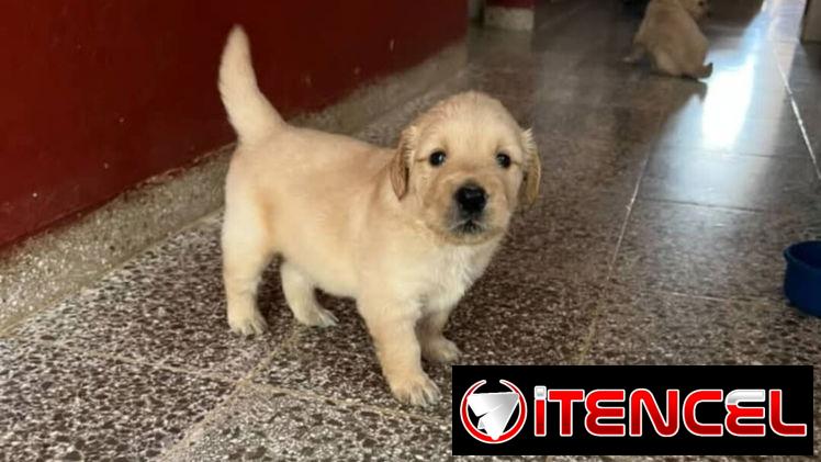 GOLDEN RETRIEVER,machos,en 200 USD o equivalente,TENGO MENSAJERÍA,tienen 53 días y están desparacitados — foto 2