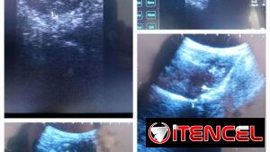 Ultrasonido Veterinario a domicilio.