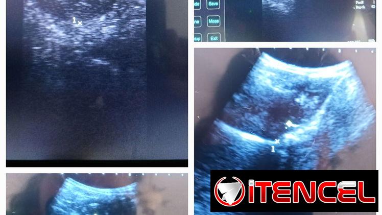 Ultrasonido Veterinario a domicilio. — foto 1