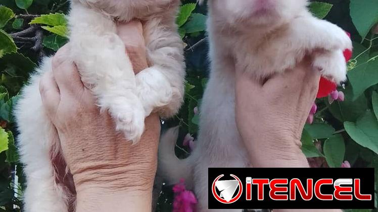 🐶✨ 🐾 SPANIEL TIBETANOS AMBOS SEXOS   🐾   BETTY MASCOTAS WHATSAPP 52506841 ✨🐶 — foto 2