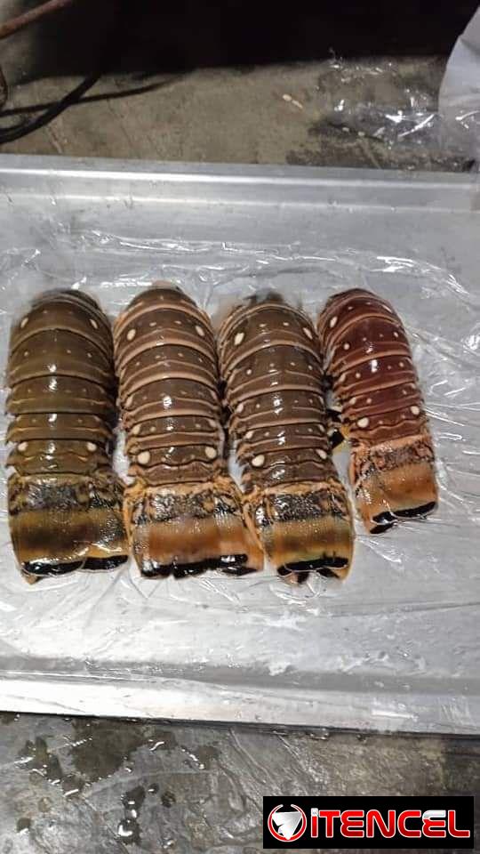 Langostas en venta habana