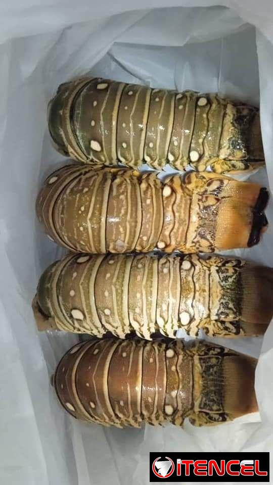 Langostas en venta habana