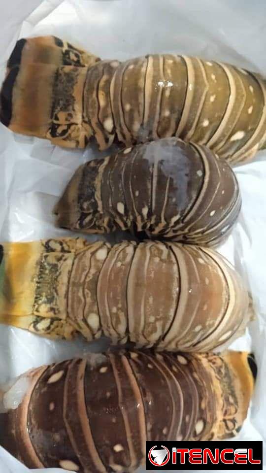 Langostas en venta habana