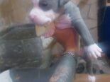 Cachorros pitbull