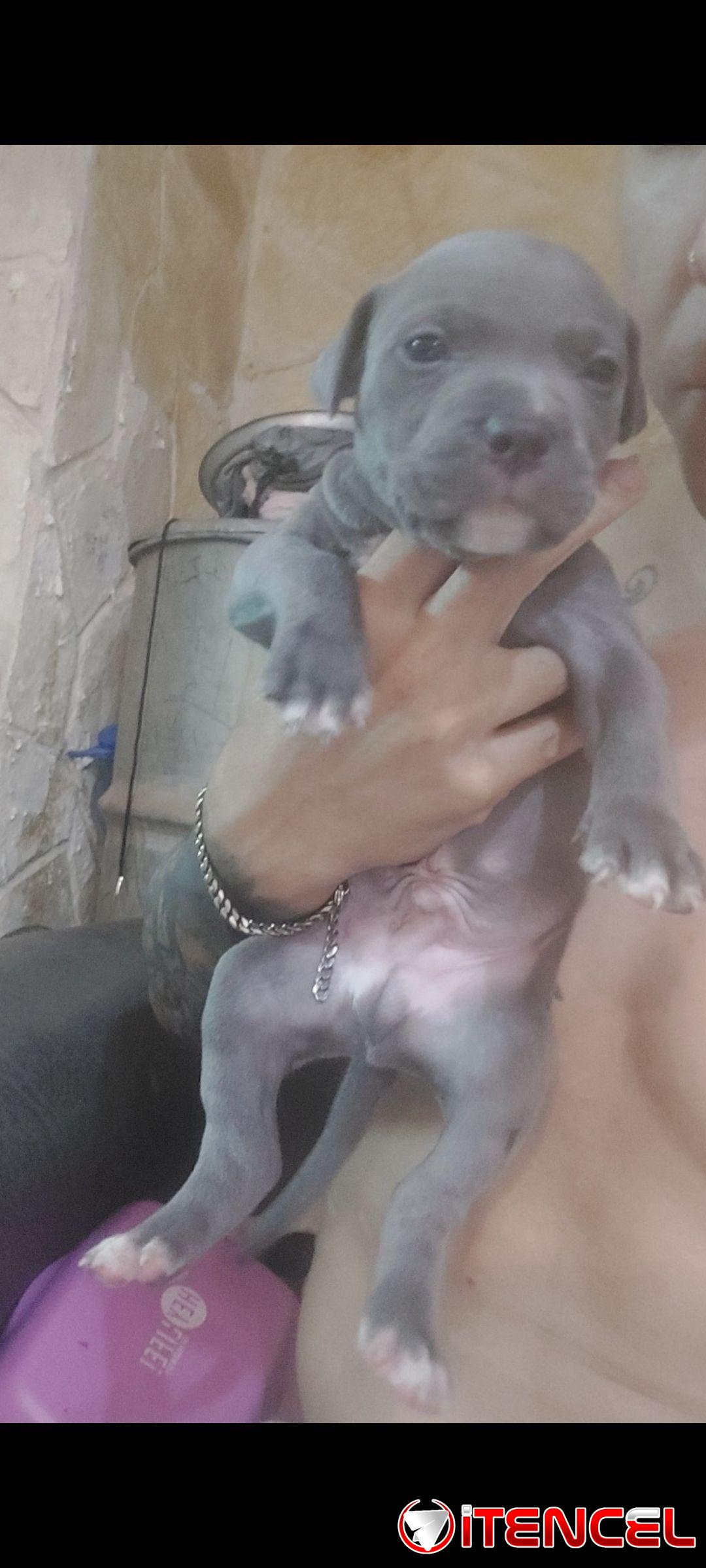 Cachorros pitbull