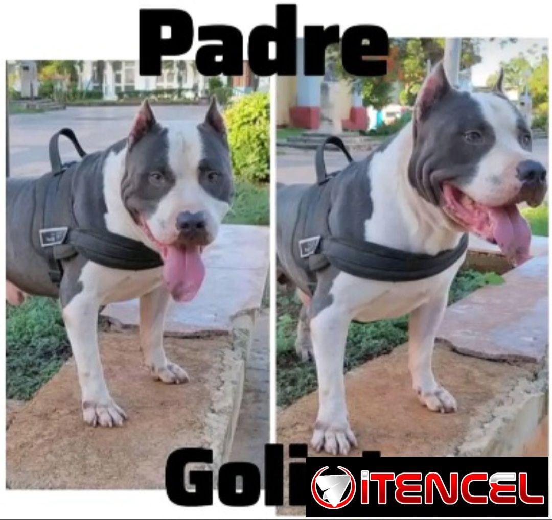 Cachorros pitbull
