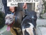 Cachorros pitbull