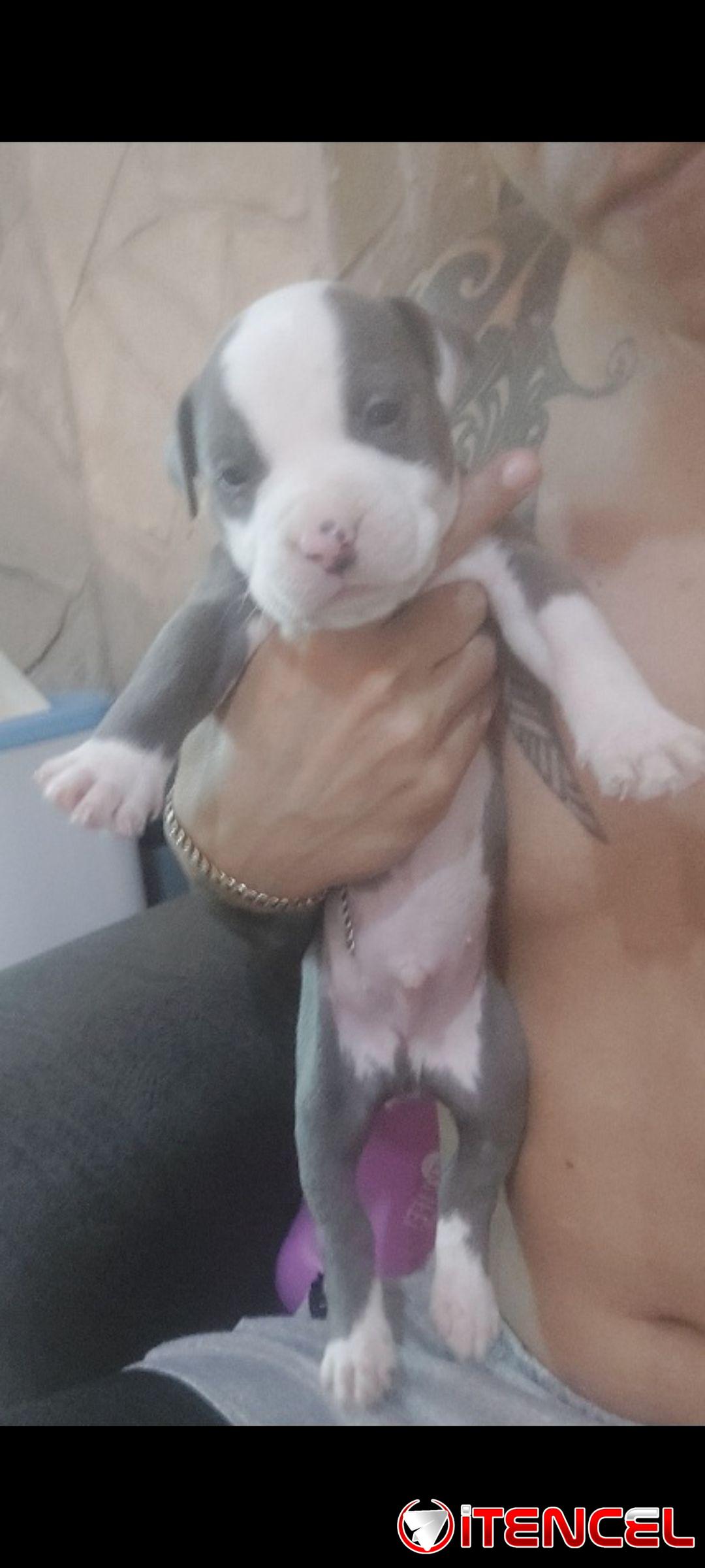 Cachorros pitbull