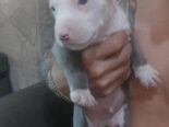 Cachorros pitbull
