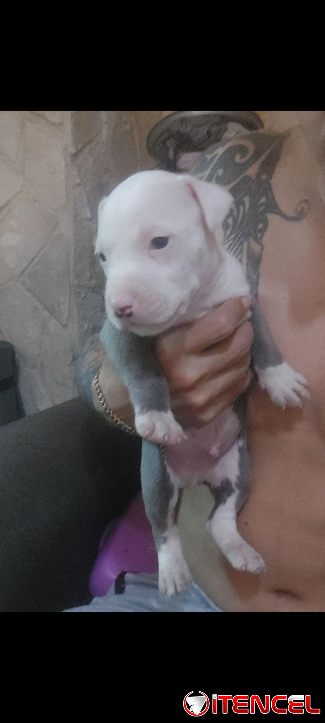 Cachorros pitbull