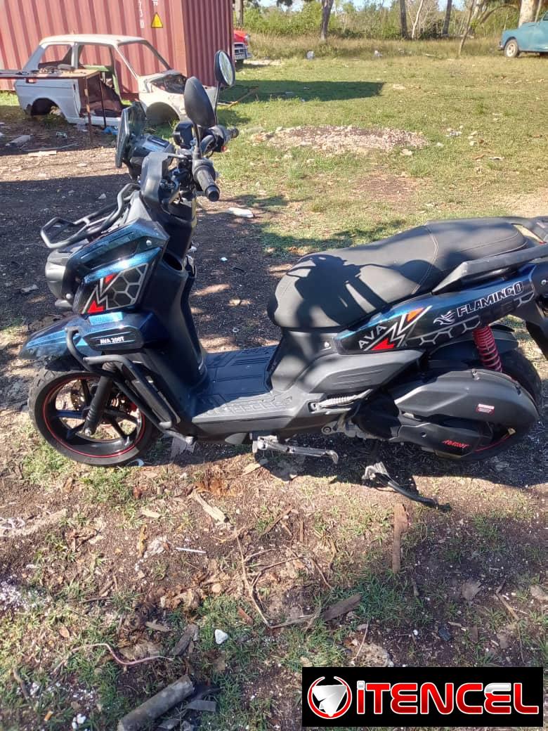 Ava flamingo con chapa