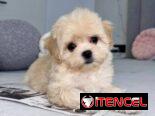 Regalo camada de Bichón Maltés machos y hembras …Mi WhatsApp ((+34 637923815))