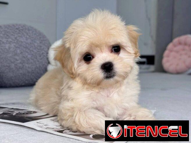 Regalo camada de Bichón Maltés machos y hembras …Mi WhatsApp ((+34 637923815))