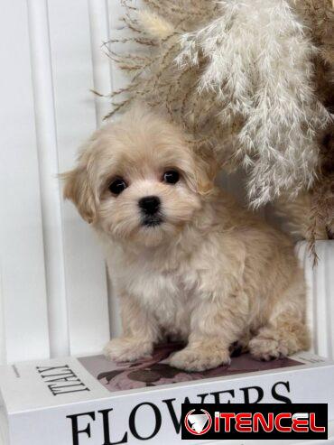 Regalo camada de Bichón Maltés machos y hembras …Mi WhatsApp ((+34 637923815))