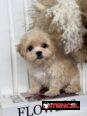 Regalo camada de Bichón Maltés machos y hembras …Mi WhatsApp ((+34 637923815))