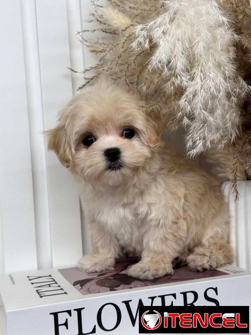 Regalo camada de Bichón Maltés machos y hembras …Mi WhatsApp ((+34 637923815))