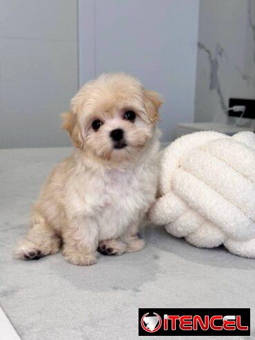 Regalo camada de Bichón Maltés machos y hembras …Mi WhatsApp ((+34 637923815))